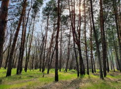 В Волгодонске введен временный запрет на пребывание в лесах 