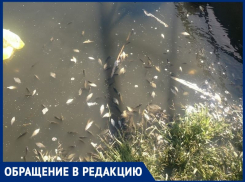 «В пруду на В-25 из-за канализационных стоков погибла рыба»: волгодонец 