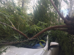 Поваленная ветром огромная ива разбила припаркованную возле агентства недвижимости «Тойоту» в Волгодонске 