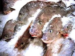 В волгодонских магазинах продается опасная для здоровья рыба