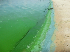 Цимлянское водохранилище достигло высшей степени позеленения 