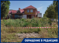 «Очередные деревья пошли под пилу ради магазинов»: волгодонцы о спиле насаждений на Энтузиастов