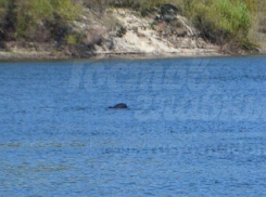 Дельфины в Дону в ста километрах от Волгодонска попали на видео