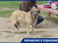 Злая собака у детской площадки на Ленина держит в страхе весь двор