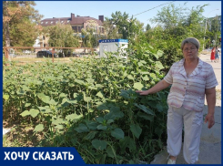 «Поработал Водоканал, выросла амброзия в рост человека»: жительница дома на улице Черникова
