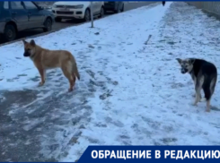 «Сначала старшая дочь, теперь младшая»: волгодончанка рассказала о нападении бездомных собак 