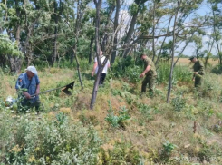  Под Романовской собрали более 700 килограммов конопли