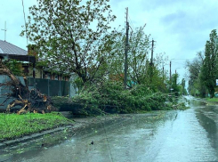 Деревья вырывает с корнями: накрывший Волгодонск ураган продолжает бушевать