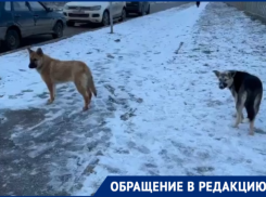 «Мы боимся за детей»: бездомные собаки поселились рядом с детским садом «Казачок» 