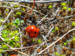 Последний день марта в Волгодонске будет теплым и солнечным 