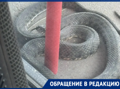 Необычная «гостья» пожаловала к волгодонцам