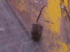 От дохлой мыши пришла в ужас девушка в муниципальном автобусе в Волгодонске