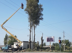 Волгодонцы в шоке: город лишается деревьев