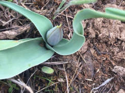 В степях около Волгодонска набирают силу роскошные тюльпаны