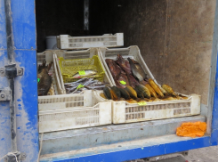 Несанкционированная торговля  в Волгодонске негативно отражается на собираемости налогов