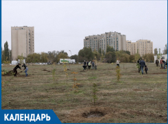 В эти дни 35 лет назад в парке «Молодежном» были высажены первые деревья