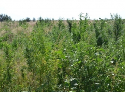  Житель Волгодонского района разбил плантацию конопли в природном парке