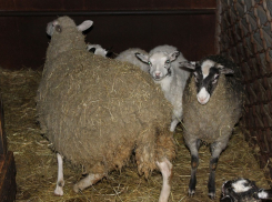 В Зимовниках задержали 30 овец без документов