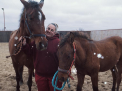 Личный парикмахер, массажист и стоматолог: как живет испанская кобылка-миллионер в Волгодонске