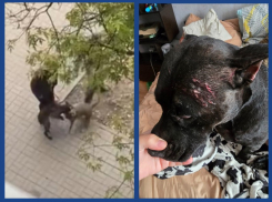 Стаффордширский террор на самовыгуле в Волгодонске получил продолжение