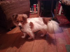 Полицейский и волонтеры вызволили из заточения голодного пса по кличке Филипок в Цимлянске