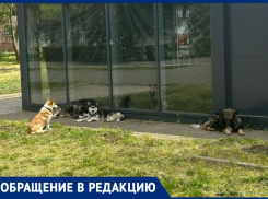 «Приходится каждый раз оглядываться!»: бездомные собаки оккупировали парк «Победы»