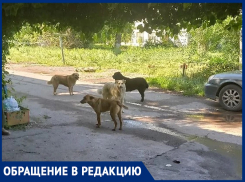 «Пять громадных голодных собак бросаются на людей»: жительница Волгодонска о ситуации на улице Ленина 