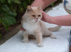 Пережившая предательство людей кошка экзотической породы нуждается в любви 