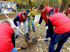 Аллею по улице Ленина в Волгодонске студенты ВИТИ НИЯУ МИФИ засадили молодыми кленами