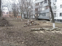 К концу марта в Волгодонске обрежут деревья на 60-и улицах и переулках