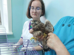 Сокола с сотрясением мозга спасли в Волгодонске