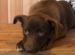 Неделю щенок жил на трассе рядом с мертвым братом, сбитым машиной