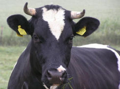 Под Волгодонском похищение элитной коровы пресекли случайные свидетели