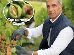 В Волгодонске на виноград напал ОИДИУМ