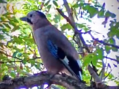 Сойка, которая не боится людей, поселилась в Волгодонске