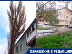 «Ждем, пока проломит кому-нибудь балкон»: волгодонцы требуют спилить сухое дерево 