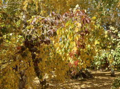 Сильный ветер сохранится в Волгодонске в конце рабочей недели