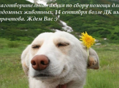 Благотворительная акция в помощь бездомным животным во второй раз пройдет в Волгодонске