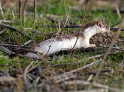 Неласковая ласка любит мышей и домашних куриц 
