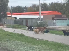Порядка двухсот бездомных собак было отловлено в Волгодонске в этом году 