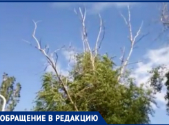 «Опасные сухие ветки свисают над новой скамейкой на БВП»: волгодонцы 