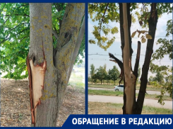«Власти Волгодонска обрекают на гибель липовую аллею на проспекте Курчатова»: волгодончанка обеспокоена состоянием аллеи