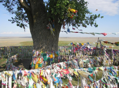 «Священный тополь» из Тибета рядом с трассой Зимовники – Элиста назвали Деревом года в Европе