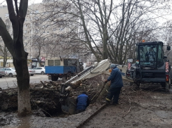 «Коммуникации не подпустили»: сотрудникам «Водоканала» пришлось спилить два дерева 