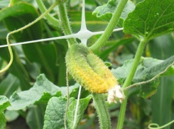 Четыре народных способа спасти огурцы от пожелтения