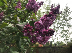 С утра солнечно, в обед пасмурно: какая погода ожидает волгодонцев в четверг  