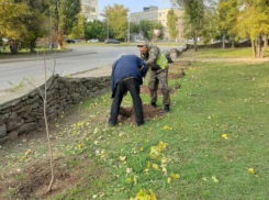 Свыше 700 новых деревьев и кустарников появились в Волгодонске 