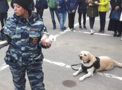 Полицейским собакам в Волгодонске ищут ветеринарную клинику