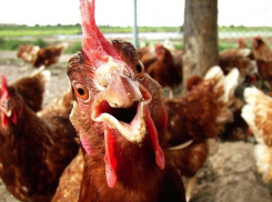 За кражу 11 кур волгодонцу грозит до 5 лет тюрьмы и штраф в размере 200 000 рублей