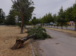 Водитель отсудил у Волгодонска почти миллион рублей за упавшее на автомобиль сухое дерево